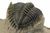 Detailed Metacanthina Trilobite - Lghaft, Morocco #249786-4